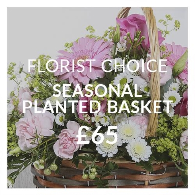 Florist Choice Seasonal Planted Basket