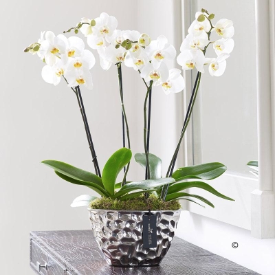 Luxury Phalaenopsis Planter *