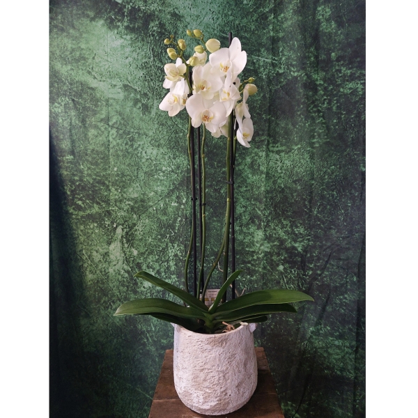 Mum's Orchid