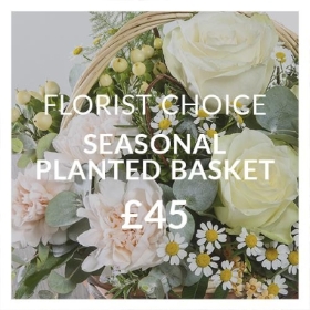 Florist Choice Seasonal Planted Basket.