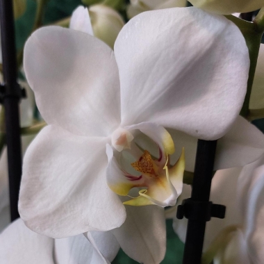 Mum's Orchid